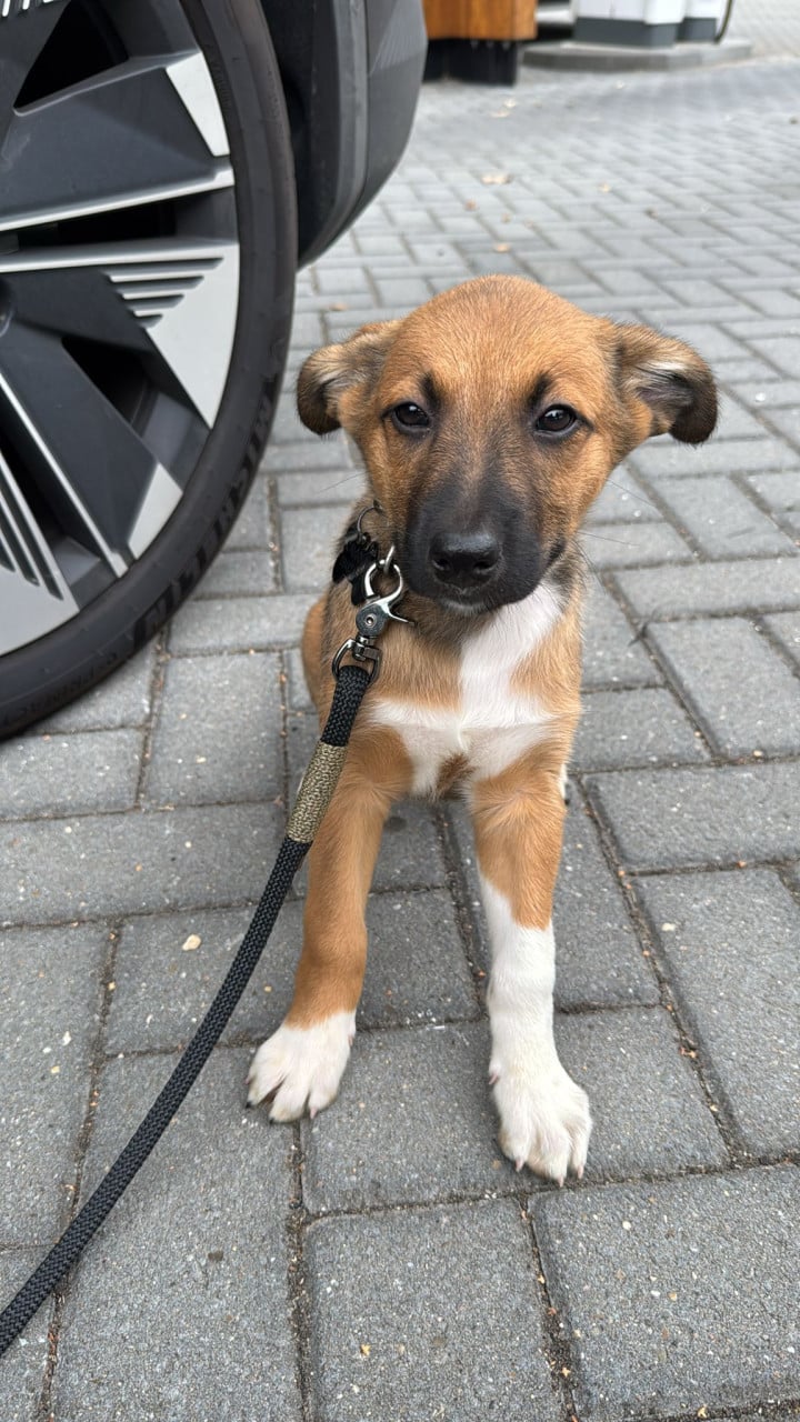 Mechelseherder / border collie pup 8 weken