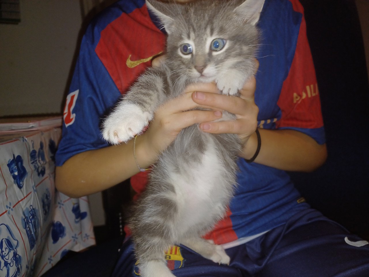 Kittens