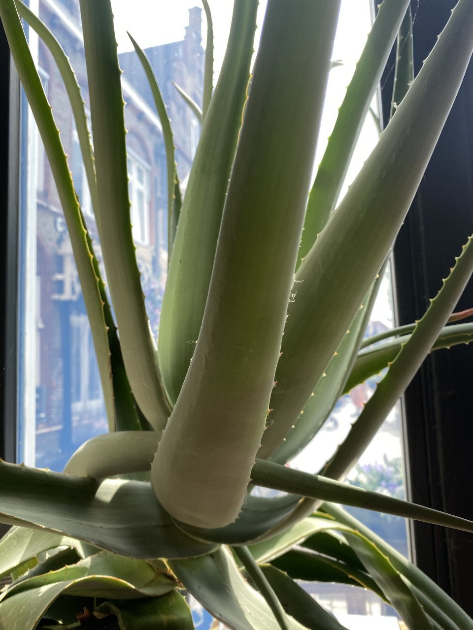 Aloe Vera plant groot 2 stuks, ophalen in Goes