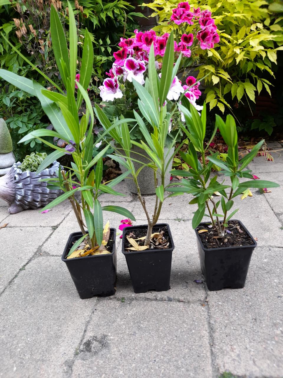 Vaste planten