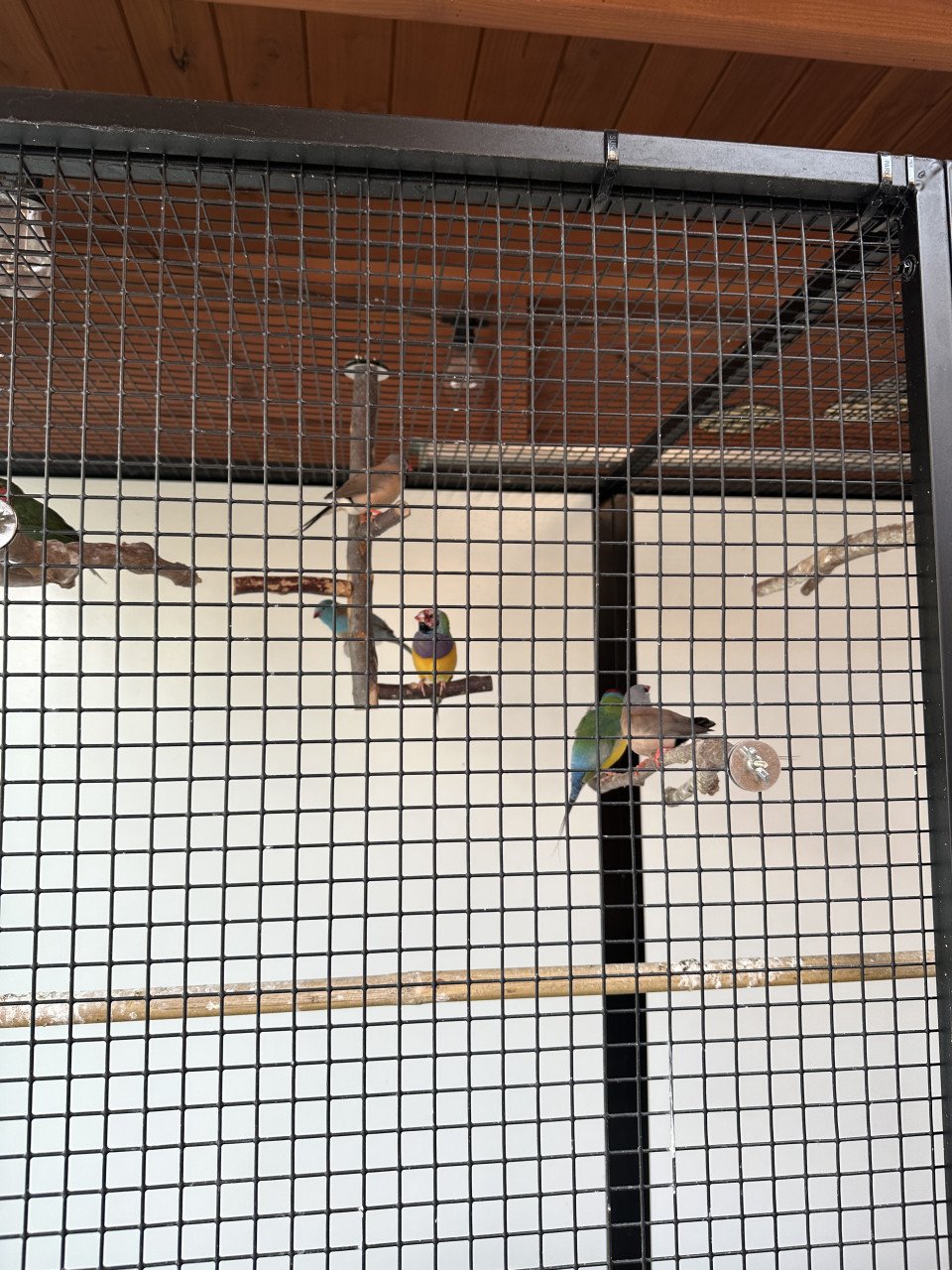 Vogels