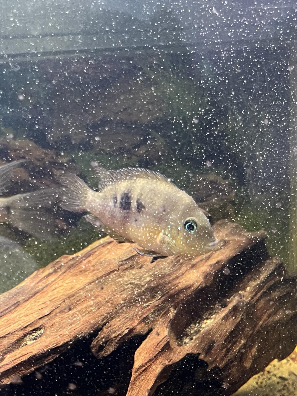 Te koop Thoricthys aureum vrouw