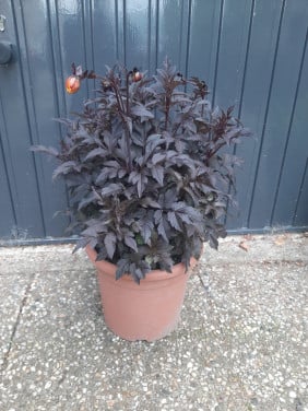 Mooie gele dahlia met donker blad