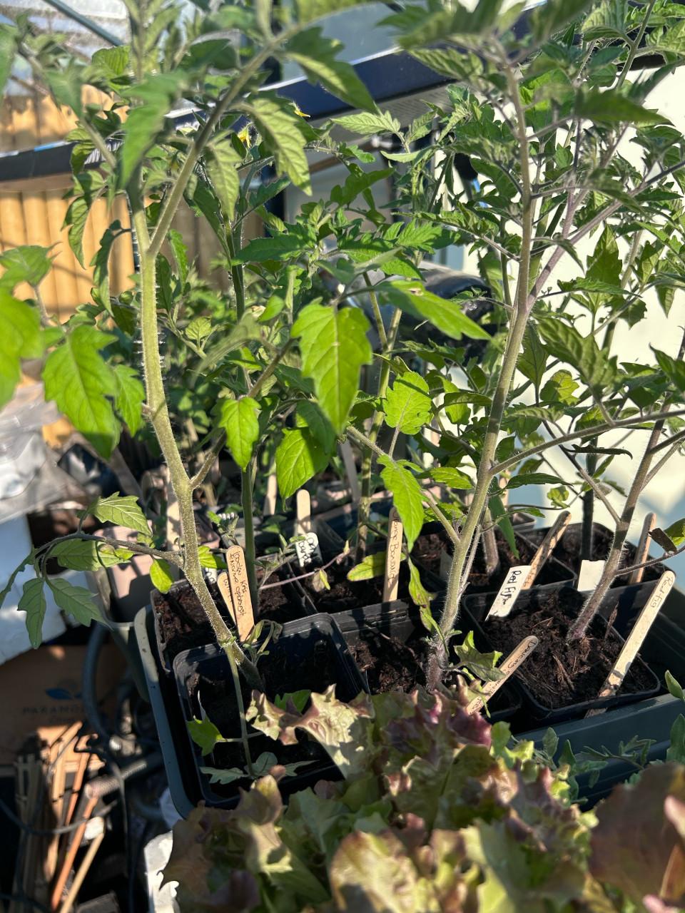 BIOLOGISCHE TOMATEN
