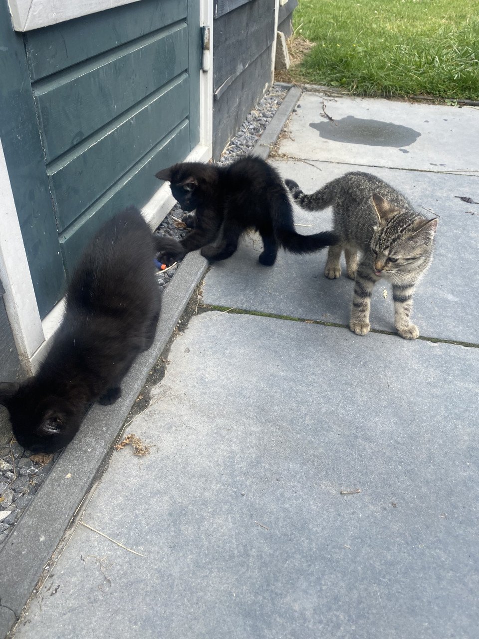 Kittens Bengaal- blauwe Rus