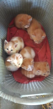 Jonge katjes zoeken een nieuw baasje