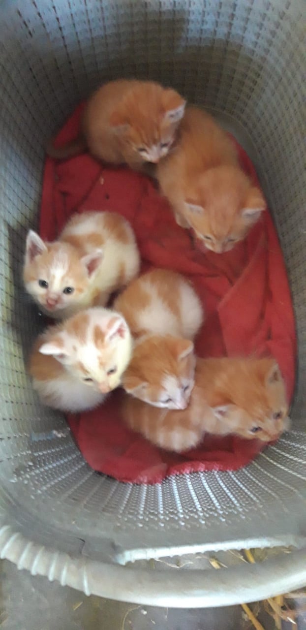 Jonge katjes zoeken een nieuw baasje