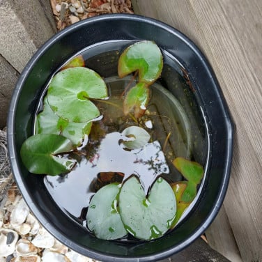 2 waterlelies , licht roze/ wit en 1 hard roze