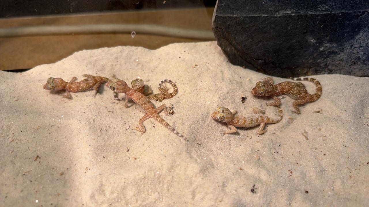 Stenodactylus sthenodactylus nakweek!