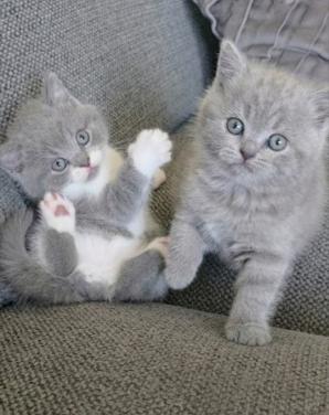 Britse korthaar kittens