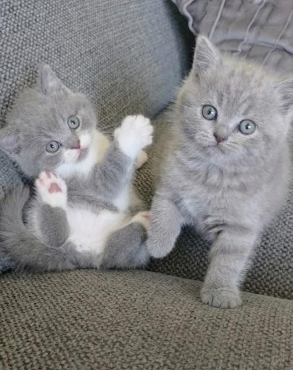 Britse korthaar kittens