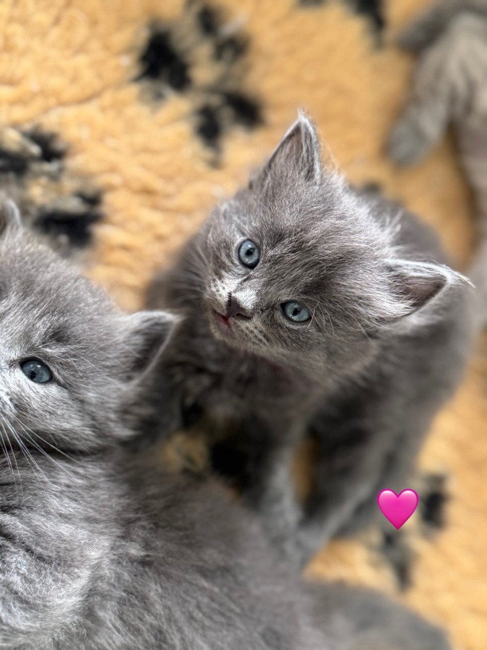 Ragdoll x Nebelung kittens