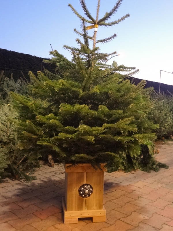 Zeeuwse knop Kerstboombak