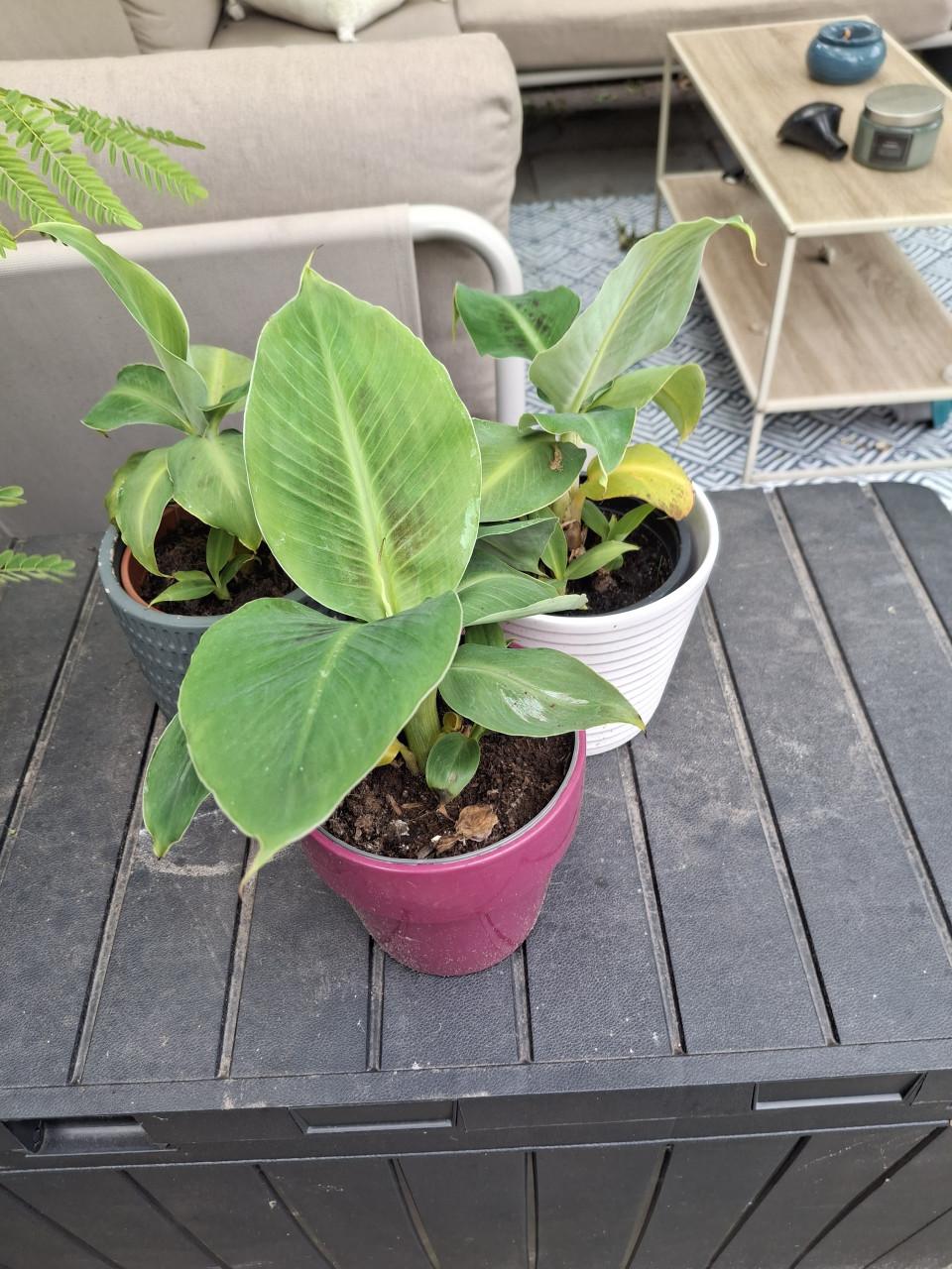 Bananenplant