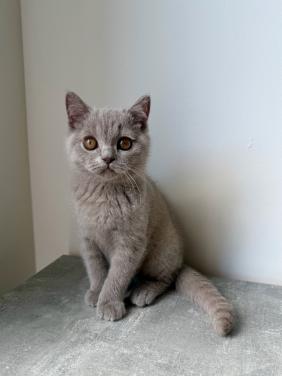 Te koop lieve Britse korthaar katertje