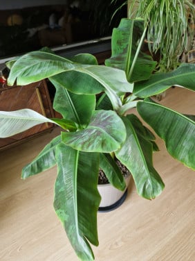 Kamerplant
