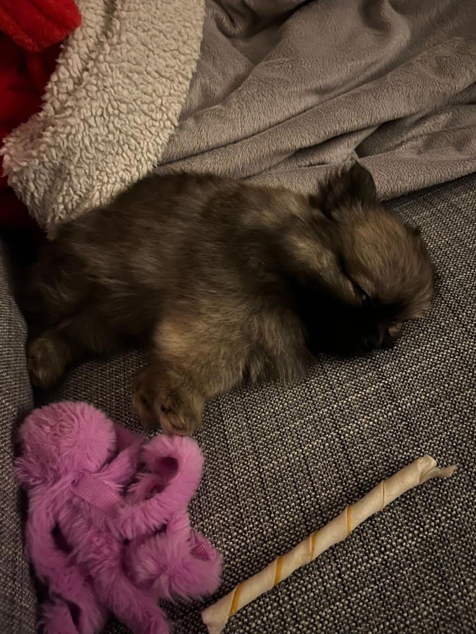 Heel klein pomchi/pomeranian teefje