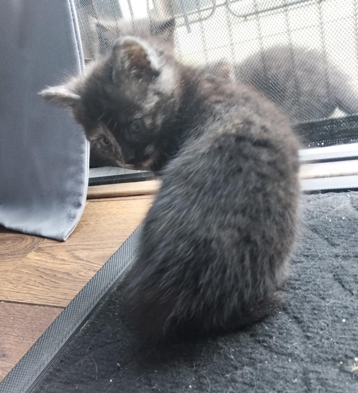 Kittens