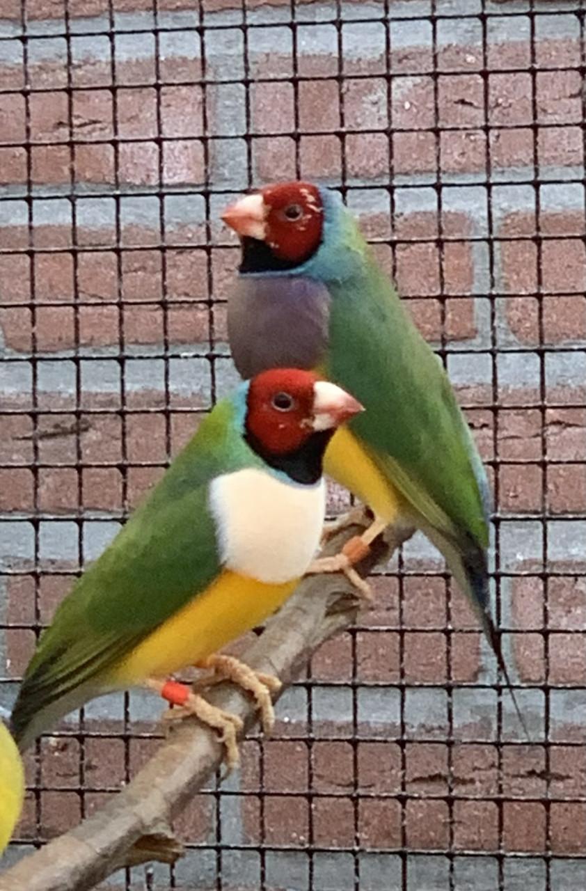 Gouldamadines uit buiten volière (koudkweek)