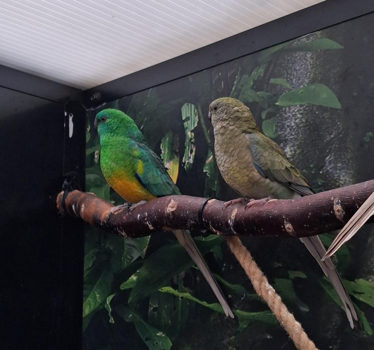 Koppelen roodrug parkieten