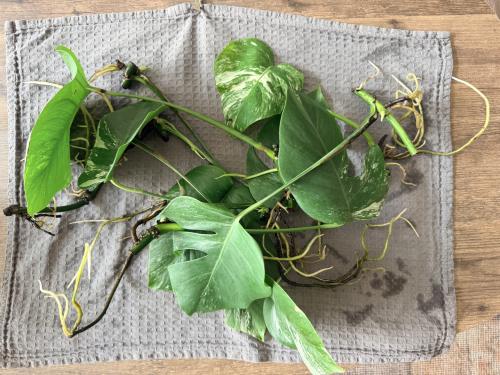Monstera Deliciosa Variegata stekjes goed geworteld