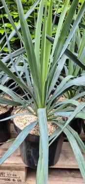 Yucca gloriosa 7,5 liter pot