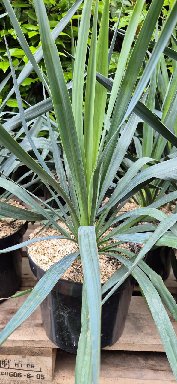 Yucca gloriosa 7,5 liter pot