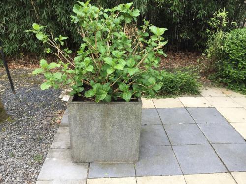 Hortensia inclusief  grote bloembak