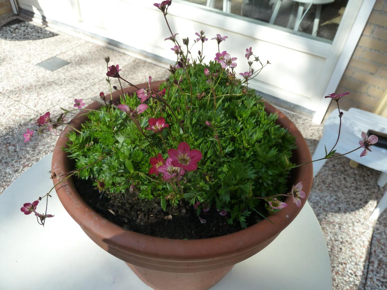 SAXIFRAGA