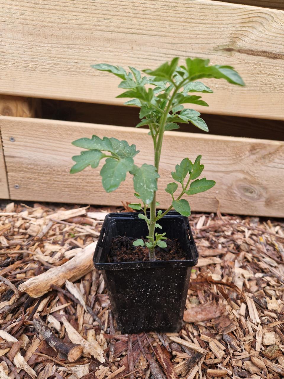 Tomatenplanten onbespoten