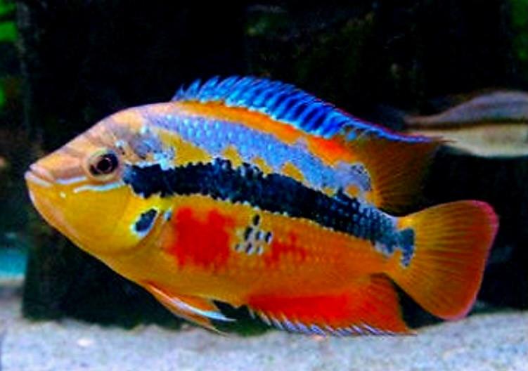 Mooi jong koppeltje Salvini cichliden