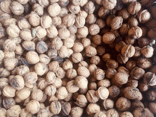 Verse Biologische Walnoten