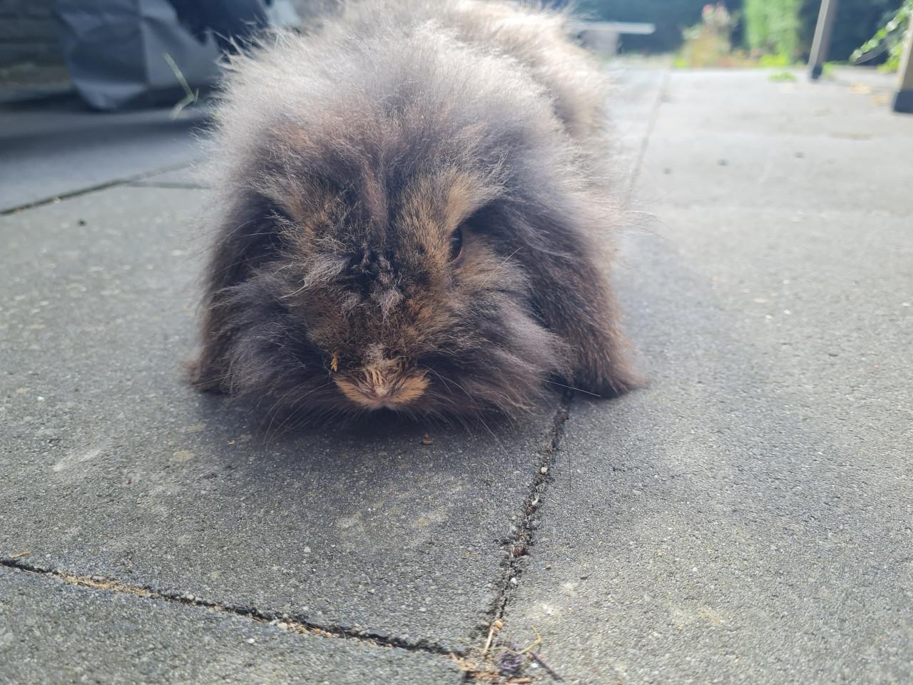 Konijn Teddy Widder