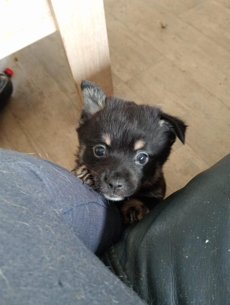 6 pups 5 man 1 vrouw