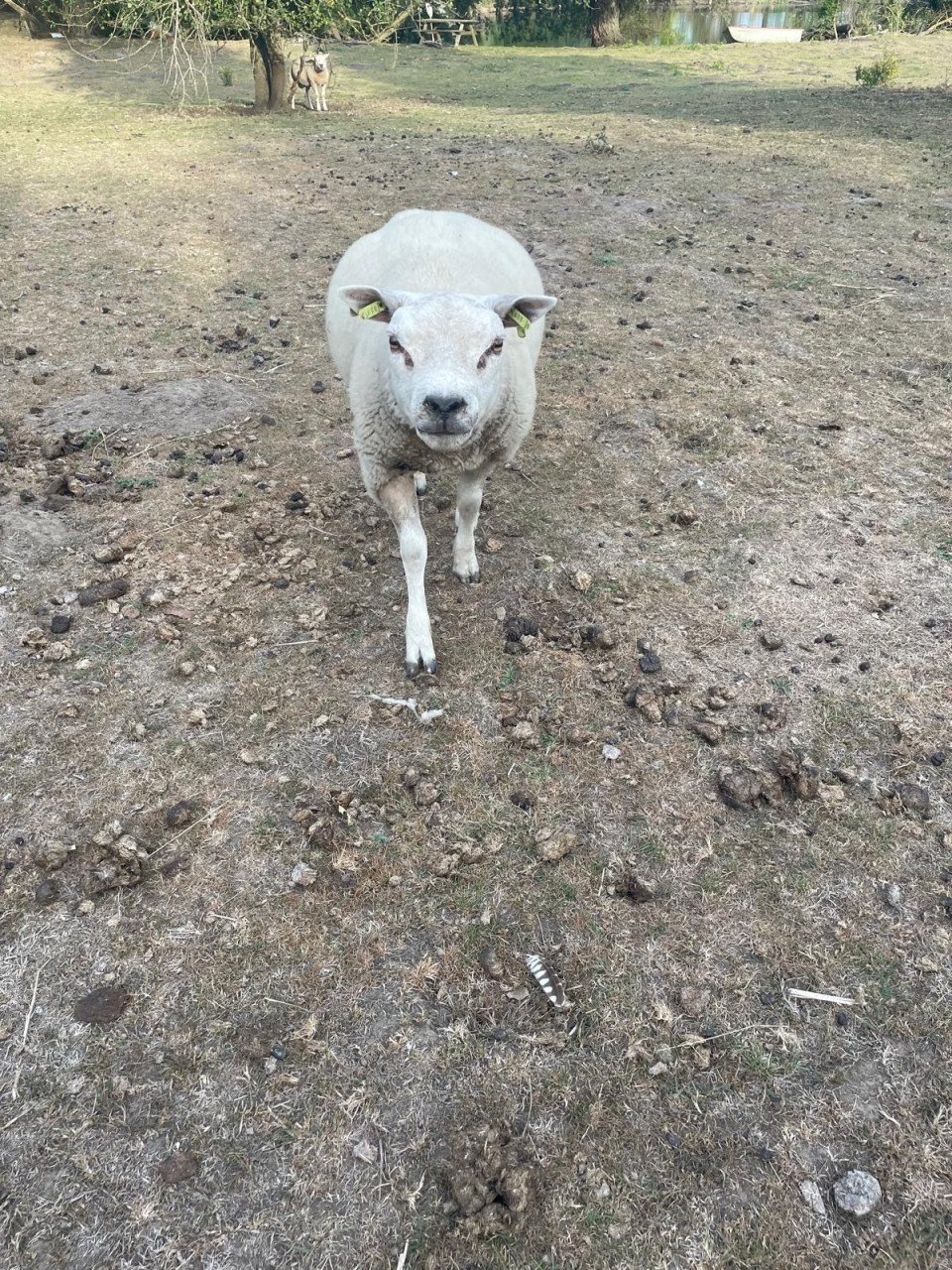 Texelaar schapen