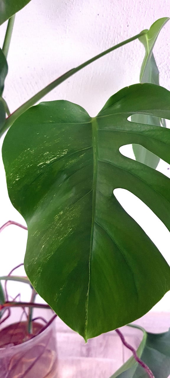 Monstera minimal Variegata