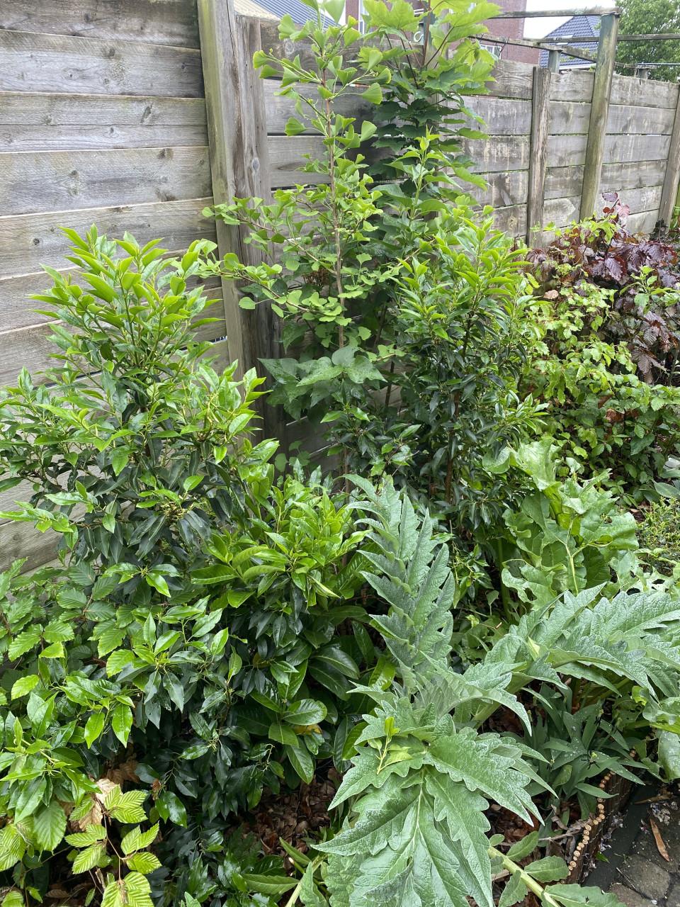 Portugese laurier, 3 stuks, 130 cm groot.
