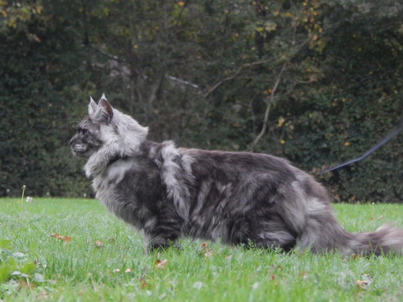Prachtige maine coon dekkater met stamboom (niet te koop)