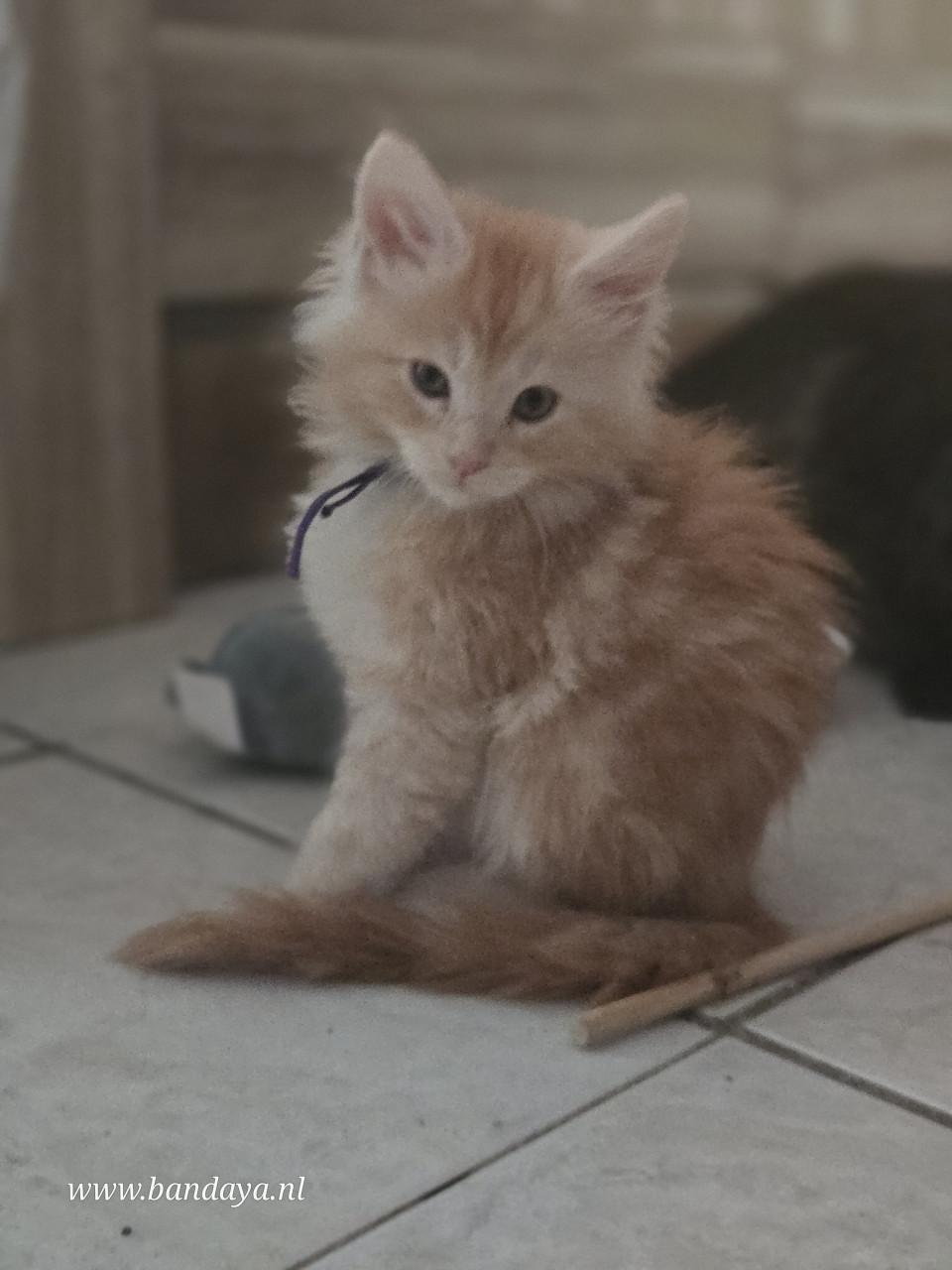 Mega mooie maine coon kittens met stamboom