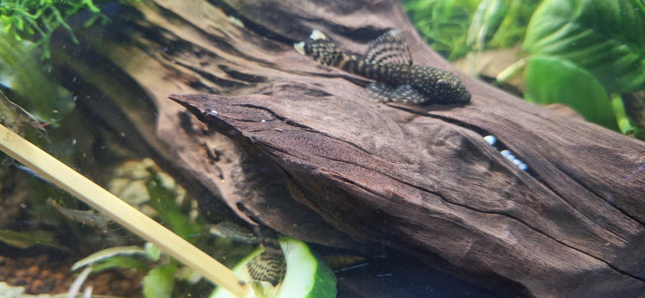 Ancistrus