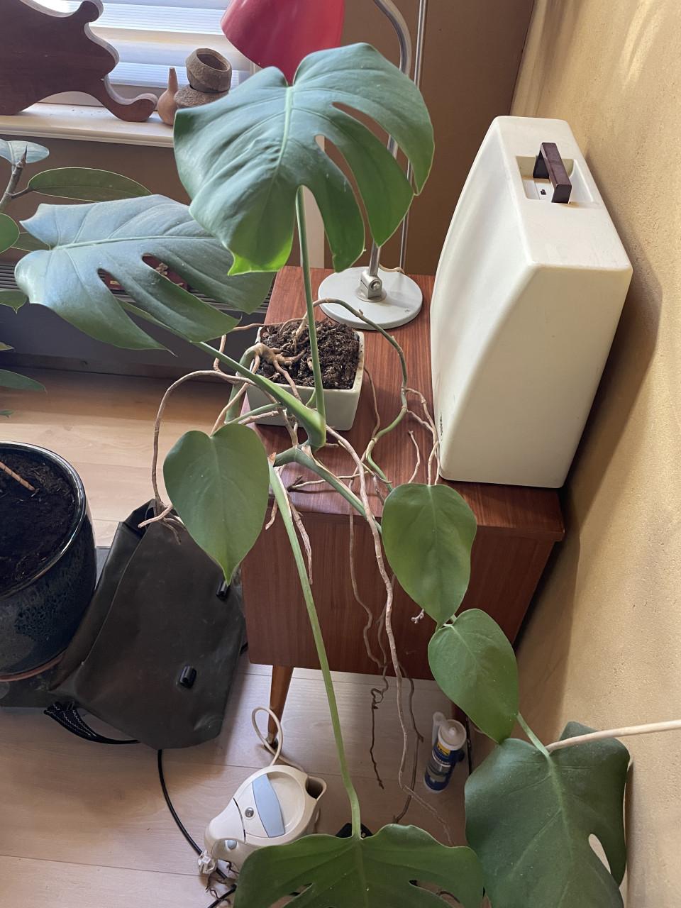 Kamerplant Gratis (Monstera)