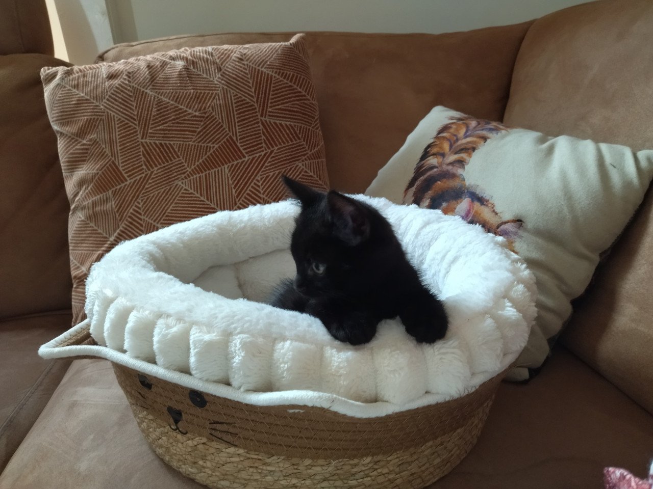 Kitten