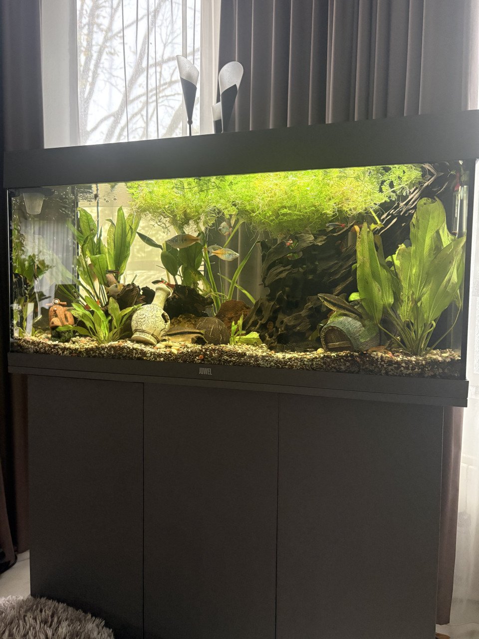 Juwel aquarium 180 liter
