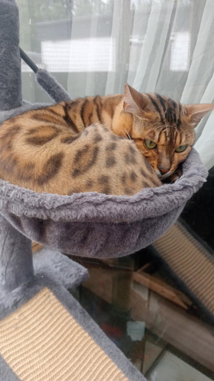Bengaal kittens zoeken nog een huisje
