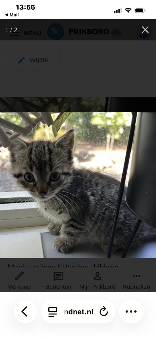 Kitten (poes)