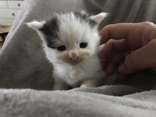 Kitten (man)