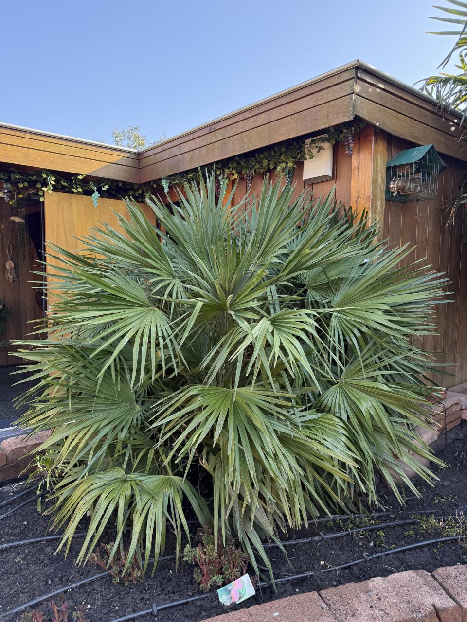 Palm boom winterhard