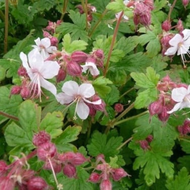 Wilde geraniums, ooievaarsbek, bodembedekker