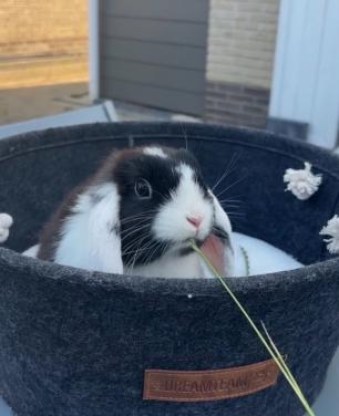 Jong Minilop/Hangoor Konijntje