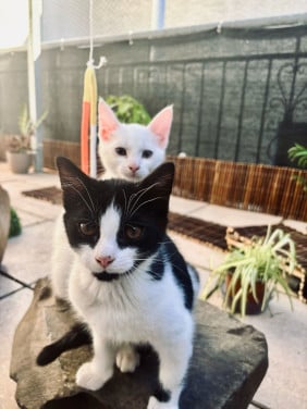 Kittens